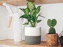 D'vine Dev 8 Inch Ceramic Planter Pot with Drainage Hole and Saucer, Indoor Cylinder Round Planter Pot, White/Speckled Grey, 94-O-D-6 by GreenHaven Gardens