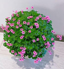 24 Pack Iron Cross Shamrock Plant Bulbs, Live Oxalis Bulbs for Indoor Outdoor Gardens, Year-Round Perennial Lucky Shamrock Plants Live in Pots Home Decor by GreenHaven Gardens