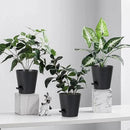 5 Pack 5 inch Self-Watering Pots, African Violets Planter with Drainage Holes and Reservoir, Black Plastic Planter for Indoor Outdoor Plants Flowers and Houseplants Black, 5 inch 5 pcs by GreenHaven Gardens