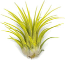 Ionantha Guatemala Tillandsia Air Plant, Guatemala Tillandsia Live Airplant, Healthy Arrival Guaranteed, Great Indoor Plant, Home Decor & Gift (Yellow) by GreenHaven Gardens
