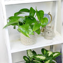 Live Pothos Plants (4PK) Indoor Plants Live Houseplants, Pothos Live Plant House Plants, Money Plant Indoor Pothos Plant Decor, Devils Ivy Trailing Plants Live by Plants for Pets,Black by GreenHaven Gardens