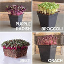 12 Variety Pack Microgreens Seeds Kit - Broccoli Seeds for Sprouting Plus Purple Radish Seeds, Beet, Sunflower Microgreens Seeds, Peas, Shiso, Cilantro, Beet, Pak Choi, Korean Shiso, Cress & More by GreenHaven Gardens