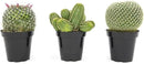 Altman Plants, Assorted Cactus Plants Live Plants (3PK), Cactus Plant Live Succulents Plants Live Cactus Decor, Indoor Plants Live House Plants in Cactus Soil, Live Cacti Plants Live Succulent Plants by GreenHaven Gardens