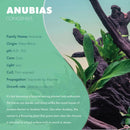Anubias Live Aquarium Plants - Potted Freshwater Plant for Fish Tanks, Terrariums - Beginner Friendly Low Light (Congensis, 1 Pot) by GreenHaven Gardens