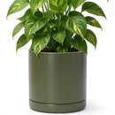 D'vine Dev 8 Inch Ceramic Planter Pot with Drainage Hole and Saucer, Indoor Cylinder Round Planter Pot, Olive, 94-O-D-J by GreenHaven Gardens