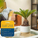 Costa Farms Live Sago Palm, Easy to Grow Live Indoor Plant, Houseplant in Ceramic Plant Pot, Home and Room Decor, 1 Foot Tall by GreenHaven Gardens