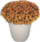 Classic Home and Garden Honeysuckle Resin Flower Pot Planter, White Vanilla, 13" by GreenHaven Gardens