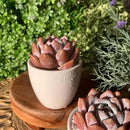 FWPP Live Succulents Plants Echeveria Sang-A 4.3 inches,Rare Succulents Bare Root Without Pot Soil, Live Plants Indoor Office Decoration Wedding and Gift by GreenHaven Gardens