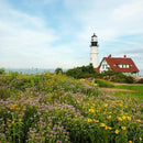Created By Nature Maine Wildflower State Mix, 15 Flower Varieties, 50,000 Seeds by GreenHaven Gardens