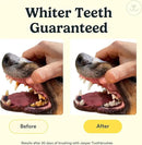 Jasper Dog Toothbrush, 360 Dog Tooth Brushing Kit, Finger Toothbrush, Cat Tooth Brush, Teeth Cleaning, Pet Tooth Brush for Small & Large Pets, Pet Toothpaste Not Included, 4-Pack Clear by CozyNest Decor