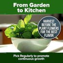 HOME GROWN Peppermint Seeds 2 Pack (Mentha × piperita) – 4,740 Heirloom Mint Seeds for Planting – 𝗡𝗢𝗡-𝗚𝗠𝗢, 𝗨𝗦𝗔-𝗦𝗢𝗨𝗥𝗖𝗘𝗗 – Grow Indoors or Outdoors, Kitchen Herb Garden Favorite by GreenHaven Gardens