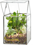 D'Eco Glass Geometric Plant Terrarium (6"x5"x11") - Indoor Tabletop Black Hinged Roof Planter Terrarium for Succulents, Air Plants, Moss - Home, Garden, Wedding & Office Decor- Gift for Plant Lovers by GreenHaven Gardens