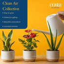 Costa Farms Live Plants (Pack of 2), Easy to Grow Real Indoor Houseplants, Air Purifying Plants, Grower's Choice in Home Décor Indoors Plant Pots, New House Gift or Room Décor by GreenHaven Gardens