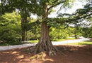 (3) - Dawn Redwood Trees - Starter Plant (LG36) (3 Live Trees) by GreenHaven Gardens