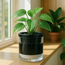 D'vine Dev 6 Inch Design Self Watering Planter for Indoor Plants, Black Terracotta Pot with Cylinder Glass Cup, Set of 2, 37-Y-B-3 by GreenHaven Gardens