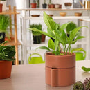 Phoenix Vine 6.5 Inch Self-Watering Planter Pot with Terracotta Insert, Deep Water Reservoir, and Ceramic-Alike BPA-Free Plastic Pot for Plant, Modern Planter for Houseplants, Terracotta, 53-A-S-3 by GreenHaven Gardens