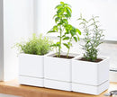4 Inch Herb Planter Pot, Plastic Planter with Drainage Holes and Saucer, Modern Decorative Gardening Pot for Indoor Plants, Flowers, Herbs, Succulents, White, Set of 3, 76-Y-A-3 by GreenHaven Gardens