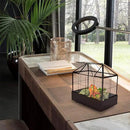 Large Tall Plant Terrarium Glass Greenhouse with Lid and Tray, Indoor Tabletop Orchid Succulent Cacti Kit 9.5'X9.8'X5.6' by GreenHaven Gardens