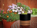 D'vine Dev Ceramic Planter Pot with Drainage Hole and Saucer, Indoor Cylinder Round Flower Pot, 4.6 Inch, Black/Speckled Tan, 94-O-B-7 by GreenHaven Gardens