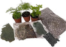 Hirt's Terrarium Kit with 3 Live Mini Ferns in 2" Pots by GreenHaven Gardens
