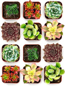 Shop Succulents Colorful Succulent Plant Pack 2" Grow Pot Pack of 12 by GreenHaven Gardens