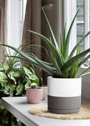 D'vine Dev 8 Inch Ceramic Planter Pot with Drainage Hole and Saucer, Indoor Cylinder Round Planter Pot, White/Speckled Grey, 94-O-D-6 by GreenHaven Gardens