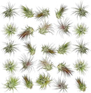 Air Plants Bulk - Tillandsia Ionantha Wholesale Pack, Regular 1-3" - 25ct - Live Arrival Guaranteed - House Plants for Home Decor & Gift by GreenHaven Gardens