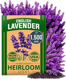 HOME GROWN 𝗨𝗦𝗔 𝗣𝗥𝗘𝗠𝗜𝗨𝗠 English Lavender Seeds 1,500+ 𝗡𝗢𝗡-𝗚𝗠𝗢 Wildflower Seed for Planting Indoor/Outdoor, High Germination, Plant Flower Seeds (Lavandula antustifolia) by GreenHaven Gardens