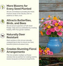 Eden Brothers Orange Sherbet Flower Mixed Seeds for Planting, 1/4 lb, 120,000+ Seeds with Cosmos Picotee, Bright Lights | Attracts Pollinators, Plant in Spring or Fall, Zones 3, 4, 5, 6, 7, 8, 9, 10 by GreenHaven Gardens