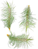 Air Plants - Colombian Tillandsia Funckiana, Large 5" - 3ct - Live Arrival Guaranteed - House Plants for Home Decor & Gift by GreenHaven Gardens