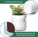 Phoenix Vine 6 Inch 4 Inch Self Watering Planter, White Terracotta Clay Pots with Glass Reservoir for Indoor Plants, Herbs, Flowers, 52-B-G-46 by GreenHaven Gardens
