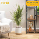 Costa Farms Dracaena Marginata Magenta Madagascar Dragon Tree, Live Indoor Plant, Easy to Grow Houseplant Potted in Decor Planter Pot, Living Room Home and Office Decor, 3-4 Feet Tall by GreenHaven Gardens