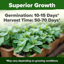 HOME GROWN Premium Common Mint Seeds (Bulk Pack) 3,600 𝗡𝗢𝗡-𝗚𝗠𝗢 𝗨𝗦𝗔 Heirloom Herb Seeds, USA Sourced | Ideal for Planting Outdoors or Indoors for a Fresh Mint Tea Garden (Mentha spp) by GreenHaven Gardens