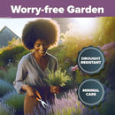 HOME GROWN 𝗨𝗦𝗔 𝗣𝗥𝗘𝗠𝗜𝗨𝗠 English Lavender Seeds 2 Pack 3000 𝗡𝗢𝗡-𝗚𝗠𝗢 Wildflower Seed, for Planting Indoor Outdoor High Germination Flower Seeds (Lavandula antustifolia) by GreenHaven Gardens