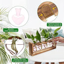 Plant Propagation Stations Heart Plant Terrarium Kit Gift for Women Plant Lover Glass Vases by GreenHaven Gardens