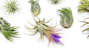 12 Pack Assorted Ionantha Air Plants - Wholesale and Bulk - Succulents - Live Tillandsia - Easy Care Indoor and Outdoor House Plants by GreenHaven Gardens
