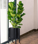 D'vine Dev Ceramic Planter with Ebony Stand - 12 Inch Modern Round Flower Pot with Wood Planter Holder, Black, 55-B-H-2 by CozyNest Decor