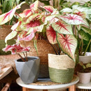 Caladium Plant Potting Soil - Enhance Colorful Beauty and Health with Professional Grade Nutrient-Rich Mix - 3 Quart by GreenHaven Gardens