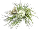 Holiday Hosting Gift Box Jumbo - 12ct - Tillandsia Air Plant Set - Live Arrival Guaranteed - House Plants for Home Decor & Gift by GreenHaven Gardens