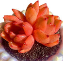 FWPP Echeveria Champagne Rare Live Succulent Plants, Wine 2.5 inches Live Plants Indoor,Bare Root Without Pot Soil,Desk Wedding Baby Shower Decoration Friend Plant Lover Gift by GreenHaven Gardens