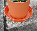 Plant Saucer 8 Inch 4 Pack 6 8 10 12 14 16 18 20 25, Plastic Plant Trays for Pots，Extra-Deep Plant Water Dray Tray, Bird Bath Bowl, Heavy Flower Plant saucers Indoors and Outdoor No Holes 8in-4 red by GreenHaven Gardens