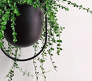 Boho Black Metal Plant Hanger,Metal Wall and Ceiling Hanging Planter, Modern Planter, Mid Century Flower Pot Plant Holder, Minimalist Planter for Indoor Outdoor Home Decor by GreenHaven Gardens