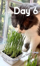 Cat Grass Seeds Deluxe Blend – Tender, Smooth and Chonky – Grows 50 Pots of Fresh Cat Grass for Indoor Cats – Easy & Fast to Grow Bulk Rescuer's Pack Grows 600 Square inches of Edible cat Grass by GreenHaven Gardens