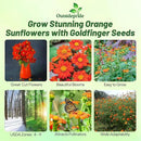 Outsidepride Goldfinger Mexican Sunflower Seeds - 500 Pcs Annual, Easy-to-Grow, Orange Tithonia Speciosa Flower Seeds w/Drought-Tolerant Blooms for Pollinator Gardens & Vibrant Summer Landscaping by GreenHaven Gardens
