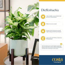 Costa Farms Dieffenbachia Live Indoor Plant, Easy to Grow Houseplant, Potted in Indoors Garden Nursery Plant Pot, Potting Soil Mix, Grower's Choice, Home and Office Plants Decor, 1 Foot Tall by GreenHaven Gardens