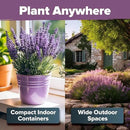 HOME GROWN 𝗨𝗦𝗔 𝗣𝗥𝗘𝗠𝗜𝗨𝗠 English Lavender Seeds 2 Pack 3000 𝗡𝗢𝗡-𝗚𝗠𝗢 Wildflower Seed, for Planting Indoor Outdoor High Germination Flower Seeds (Lavandula antustifolia) by GreenHaven Gardens