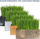 The Cat Ladies Cat Grass Kit with Black Rustic Wooden Planter, Organic Cat Grass Seeds and Soil. Easy to Grow Cat Grass for Indoor Cats. Prevent Hairballs and Aid Digestion by GreenHaven Gardens