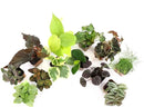 Altman Plants Live Houseplants (12PK), Indoor Plants for Delivery Prime, Live Plants and Gardening Gifts for Plant Lovers, Planters for Indoor Plants with Potting Soil, Live House Plants Indoors Live by GreenHaven Gardens