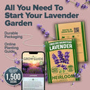 HOME GROWN 𝗨𝗦𝗔 𝗣𝗥𝗘𝗠𝗜𝗨𝗠 English Lavender Seeds 2 Pack 3000 𝗡𝗢𝗡-𝗚𝗠𝗢 Wildflower Seed, for Planting Indoor Outdoor High Germination Flower Seeds (Lavandula antustifolia) by GreenHaven Gardens
