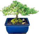 Live Dwarf Juniper Bonsai Tree 7 Year Old | Juniper or Jade Bonsai Tree | Indoor/Outdoor | 100% Handcrafted| Home and Office Décor | Best Gift for Holiday by GreenHaven Gardens